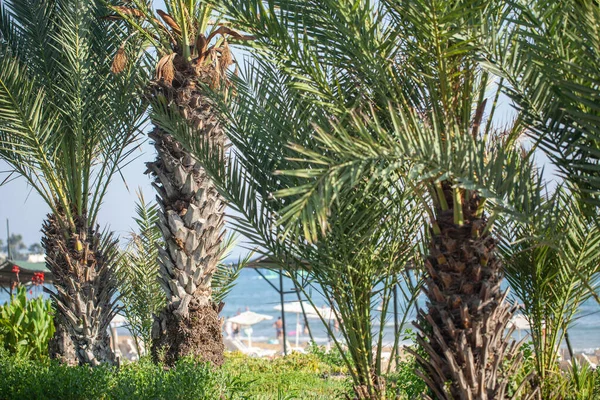 Soft Sunny Background Beautiful Palm Trees Flowers Rest Sea Hot — Stock Photo, Image