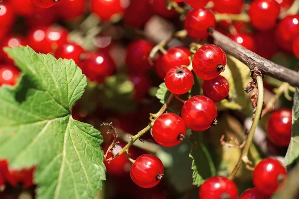 Ripe Berries Currant Green Bush Seasonal Vitamins — Stock Photo, Image