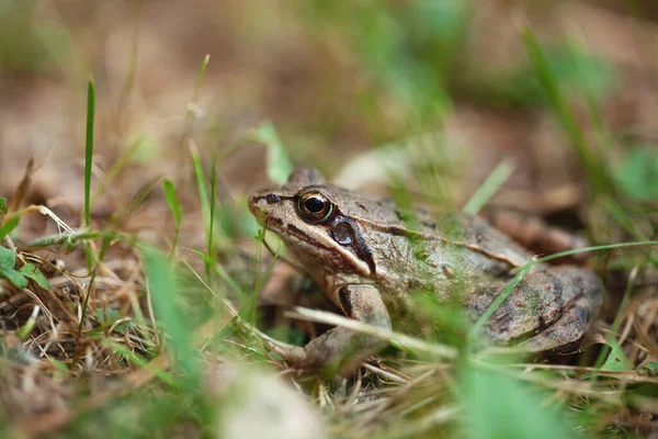 若いカエルが草の中に隠れて — ストック写真