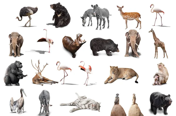 Big Set Wild Animals Isolated White Background — Stock Photo, Image