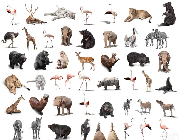 Große Menge Wilder Tiere Isoliert Auf Weißem Hintergrund — Stockfoto
