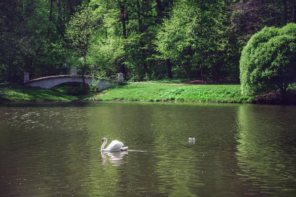 Weißer Schwan Schwimmt Auf Dem Fluss Strahlend Sonniger Tag Grüne — Stockfoto