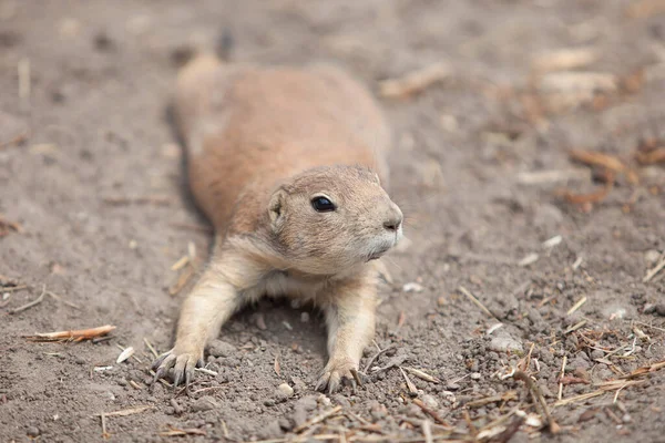 Marmota Yace Estómago Descansando Aire Libre — Foto de Stock