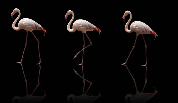 Bela Rosa Flamingo Posando Isolado Fundo Preto — Fotografia de Stock