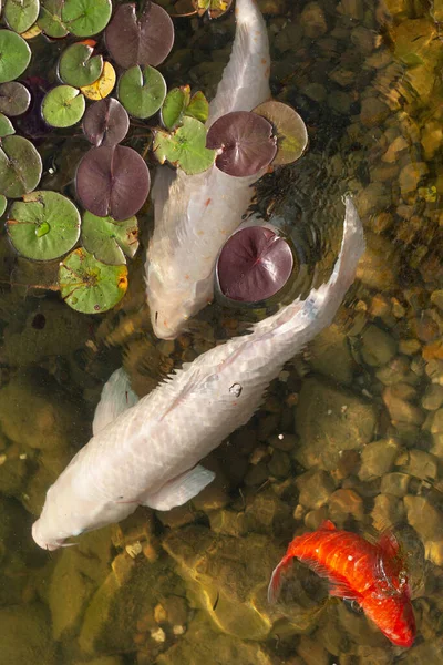 大きな美しい魚が睡蓮の池で泳ぐ静かな美しい場所でリラックス — ストック写真