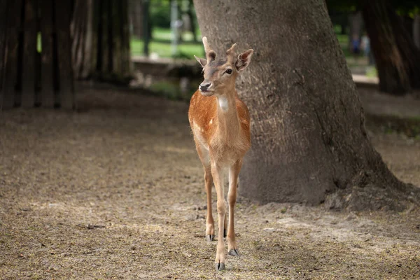 Ein Junges Reh Spaziert Durch Den Park Zerbrechliches Wehrloses Tier — Stockfoto