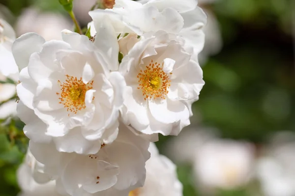 Delicate Flowering Shrub Roses Wild Rose White Color — Stock Photo, Image