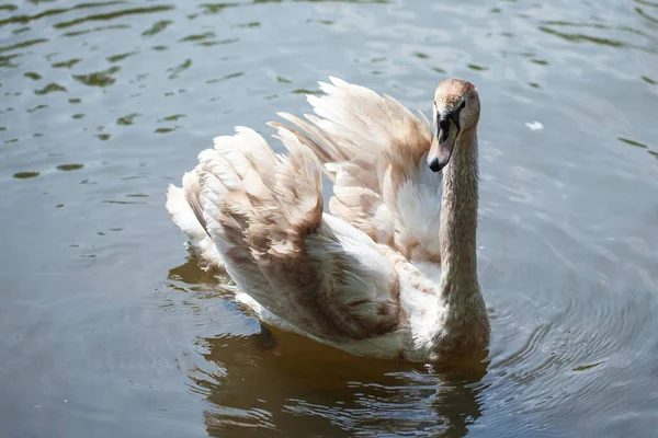Bela Natação Cisne Branco Uma Lagoa — Fotografia de Stock