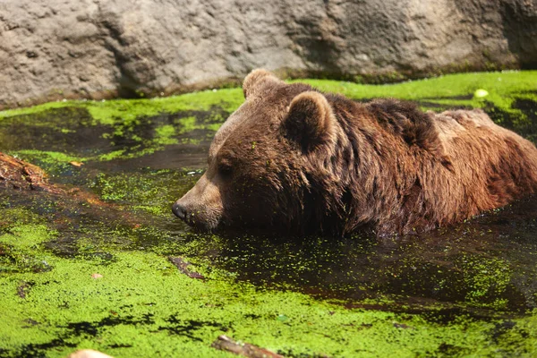 大きな茶色のクマが池で泳いでいます — ストック写真