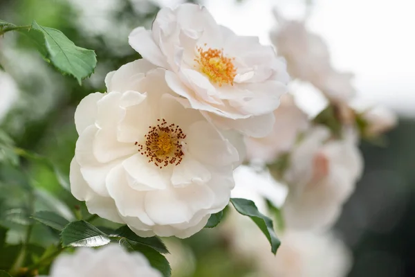 우아하게 꽃피는 관목과 장미와 들장미 — 스톡 사진