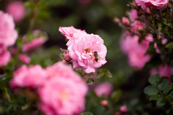 バラと野生のバラの繊細な開花低木 — ストック写真