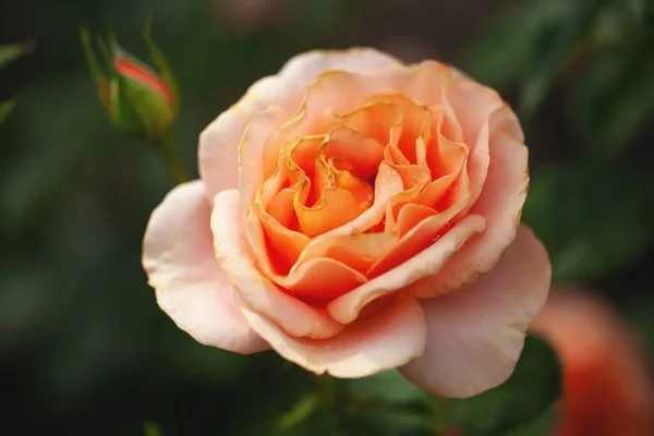 Zarter Blühender Strauch Mit Rosen Und Wildrose — Stockfoto