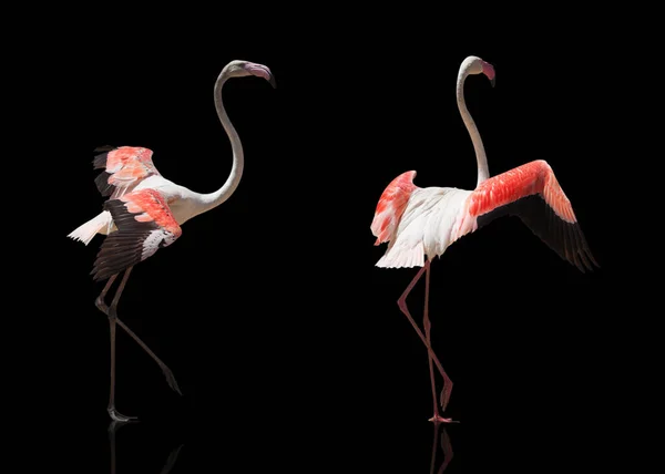 Gyönyörű Rózsaszín Flamingó Pózolás Elszigetelt Fekete Háttér — Stock Fotó