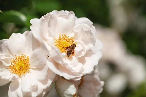 Delicate Flowering Shrub Roses Wild Rose — Stock Photo, Image