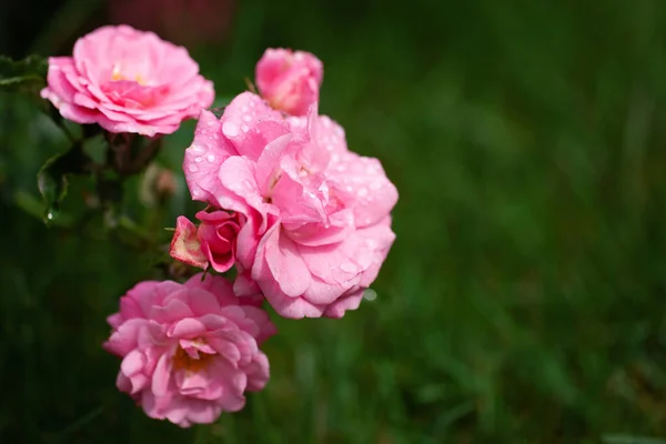 Zarter Blühender Strauch Mit Rosen Und Wildrose — Stockfoto