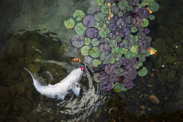 Velké Krásné Ryby Plavat Rybníku Lekníny Klidné Krásné Místo Relaxaci — Stock fotografie