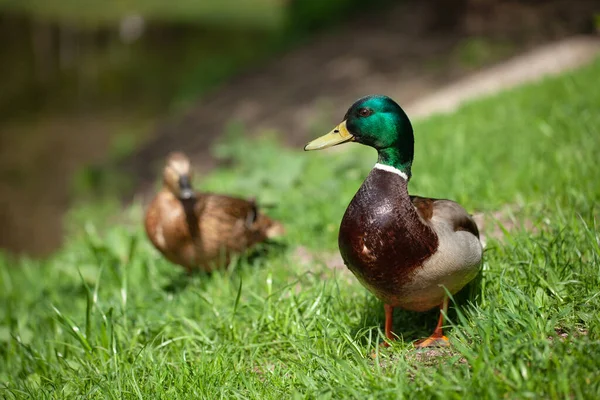 One Beautiful Duck Walks Park — Stock Photo, Image