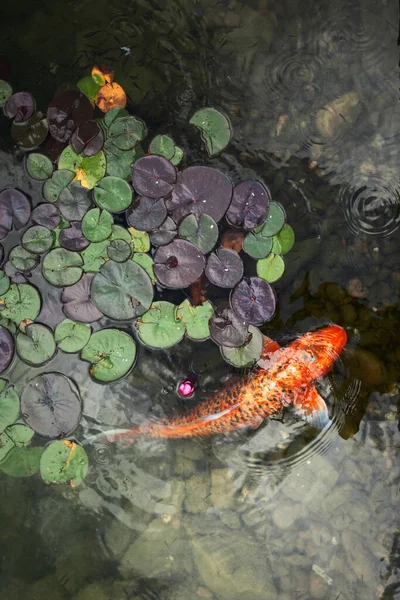 大きな美しい魚が睡蓮の池で泳ぐ静かな美しい場所でリラックス — ストック写真