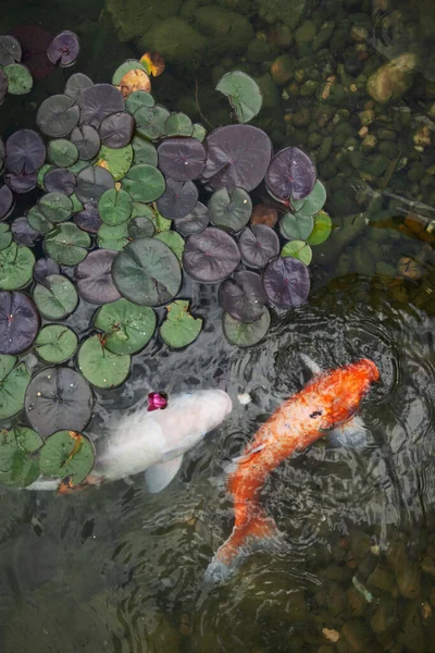 大きな美しい魚が睡蓮の池で泳ぐ静かな美しい場所でリラックス — ストック写真