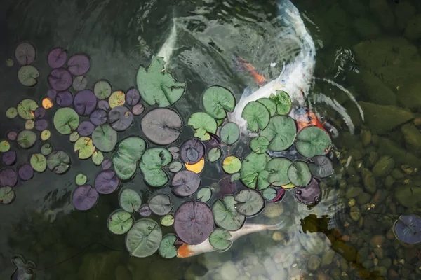 Grande Belo Peixe Nadar Uma Lagoa Com Lírios Água Lugar — Fotografia de Stock