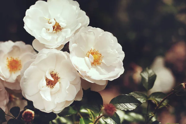 Güller Yabani Güllerle Narin Çiçekli Çalılar — Stok fotoğraf