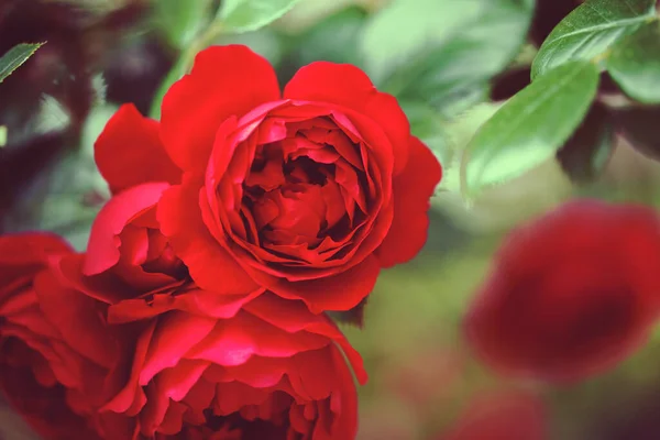 delicate flowering shrub with roses and wild rose