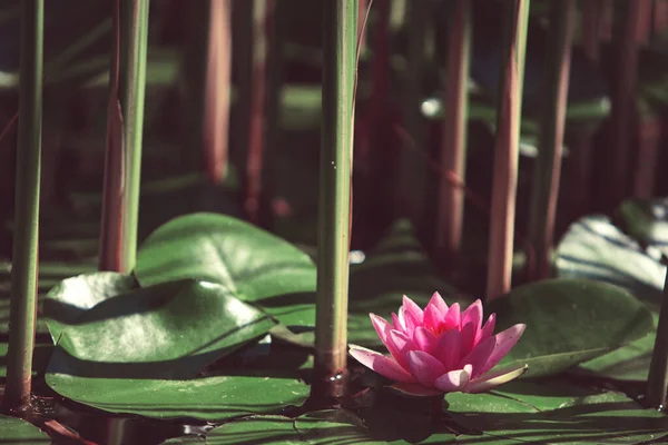 日本池塘里的叶子之间的粉红的花 — 图库照片