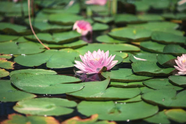 Japon Havuzundaki Yaprakların Arasında Pembe Çiçek Suyu — Stok fotoğraf