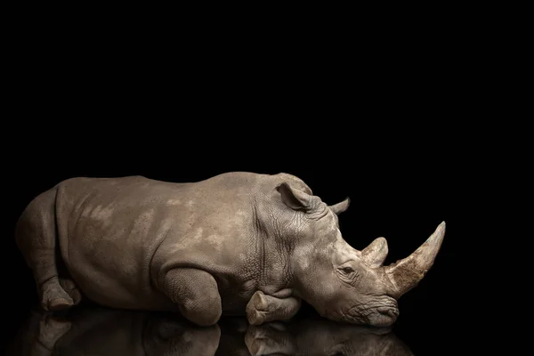 Belle Grande Pose Rhinocéros Adulte Animal Rare — Photo