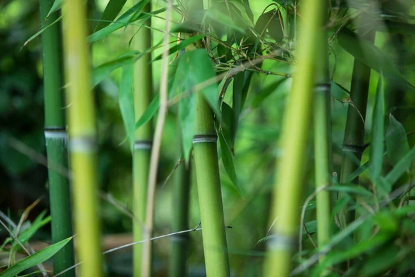Green Bamboo Texture Beautiful Green Leaves Stems — Stock Photo, Image