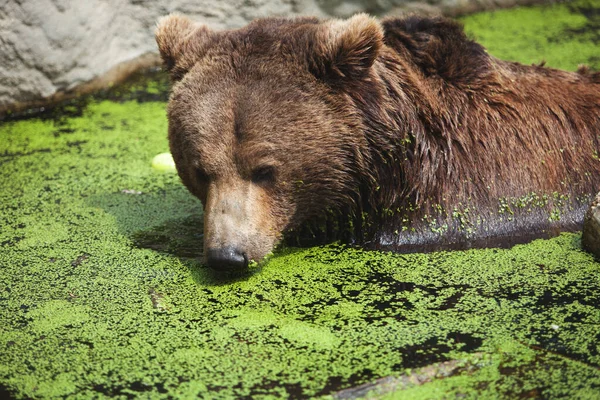 Medvěd Hnědý Koupající Jezírku Horkém Letním Dni Krása Divoké Zvěře — Stock fotografie