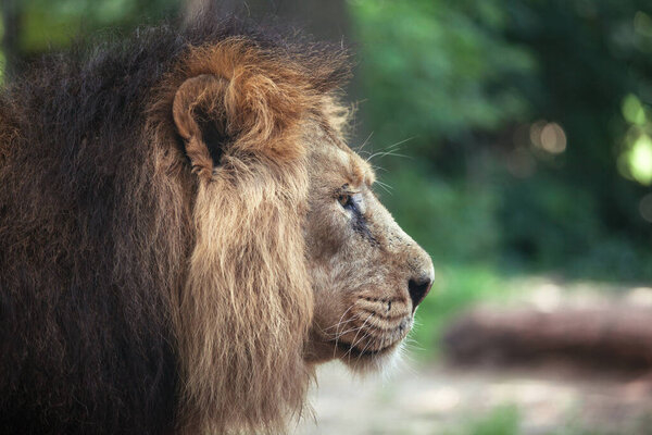 portrait of a large beautiful lion