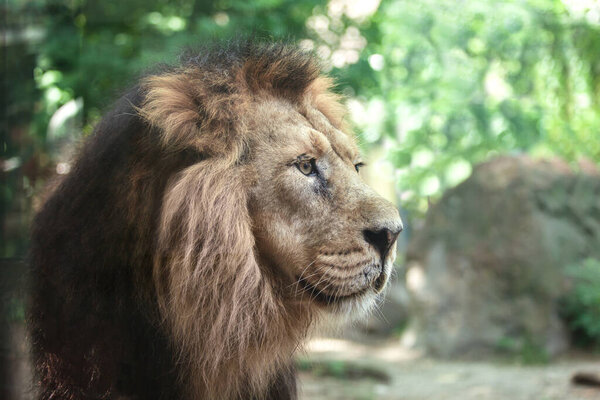 portrait of a large beautiful lion