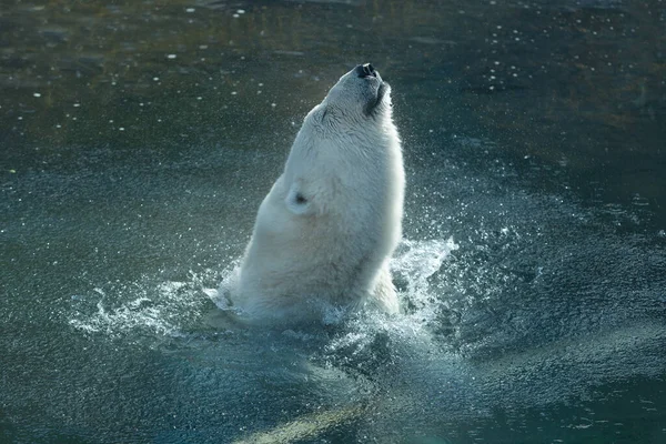 Biały Niedźwiedź Polarny Kąpie Się Zoo — Zdjęcie stockowe