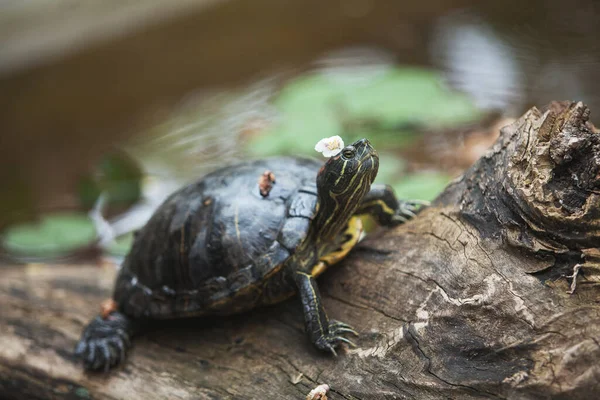 Tartaruga Está Tronco Com Uma Flor Cabeça Descansando Livre — Fotografia de Stock