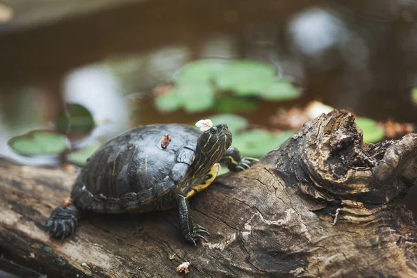 Kaplumbağa Kafasında Bir Çiçekle Bir Kütüğün Üzerinde Uzanıyor Temiz Havada — Stok fotoğraf