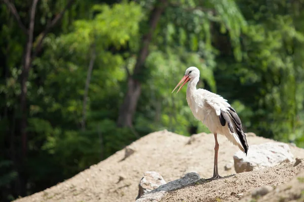 Beautiful White Stork Stands Hill Sand Background Green Trees — Stock Photo, Image