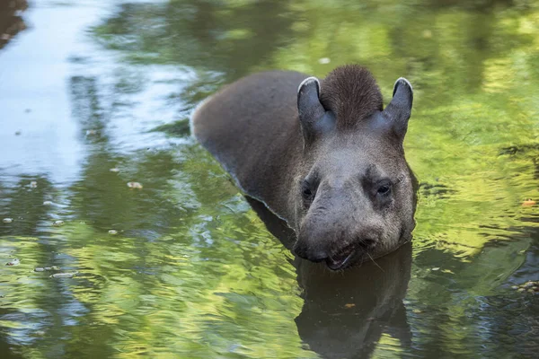Tapir Suda Yüzüyor Sevimli Komik Vahşi Hayvan — Stok fotoğraf