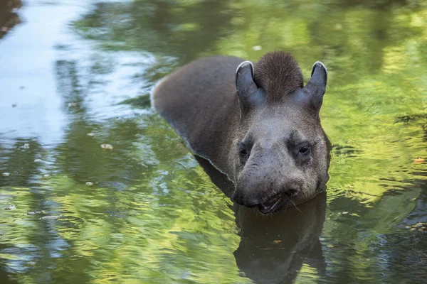 Tapiro Galleggia Nell Acqua Simpatico Divertente Animale Selvatico — Foto Stock