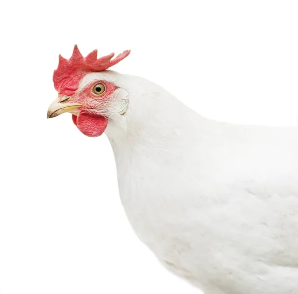 Portrait White Chicken Isolated White Background — Stock Photo, Image