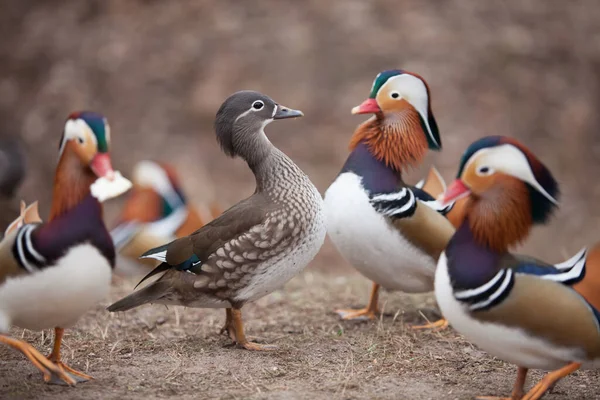 Beaux Canards Sauvages Marchant Dans Parc — Photo