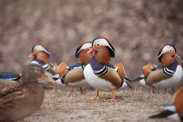 Beaux Canards Sauvages Marchant Dans Parc — Photo