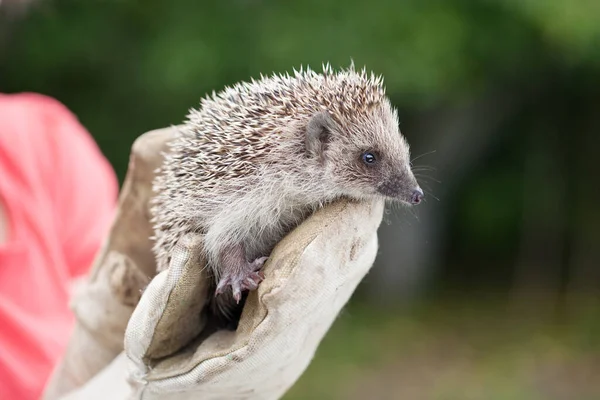 Meisje Met Een Kleine Egel Strakke Handschoenen — Stockfoto