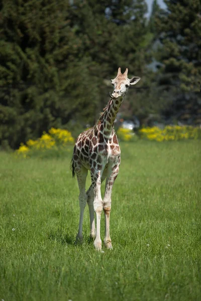 Junge Giraffe Läuft Einem Sonnigen Tag Über Üppiges Gras — Stockfoto