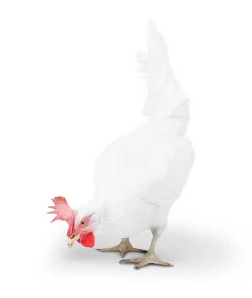 Kuře Vypadá Blízko Podlahy Izolované Bílém — Stock fotografie