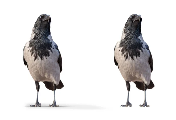 白色背景的野生大乌鸦 — 图库照片