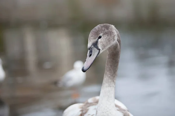 Portrait Beautiful Gray Swan Nature — Stock Photo, Image