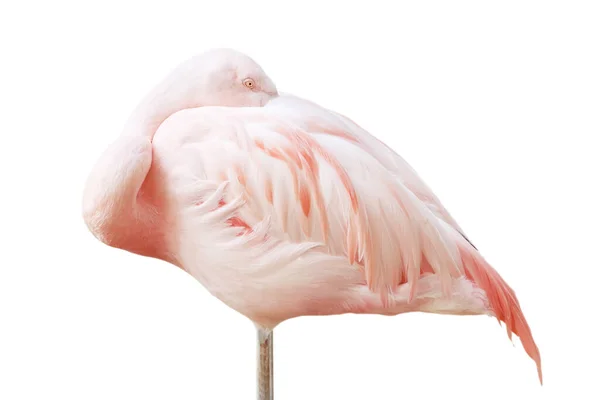 Retrato Flamingo Descansar Baixa Lhe Cabeça Isolado Fundo Branco — Fotografia de Stock