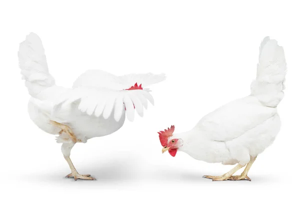 Csirke Néz Közel Padlóhoz Fehér Alapon Izolálva — Stock Fotó