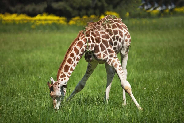 Eine Junge Giraffe Frisst Einem Sonnigen Tag Saftig Grünes Gras — Stockfoto
